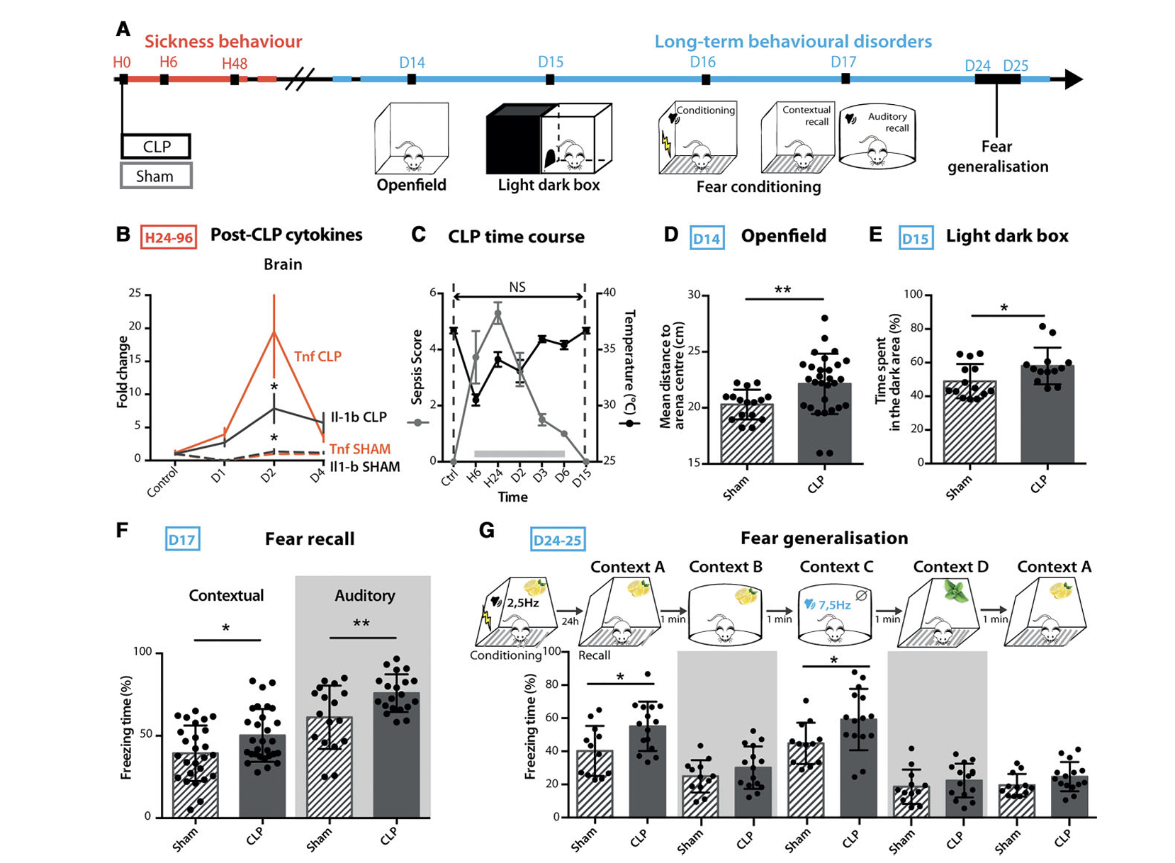 Amygdala circuits illustration
